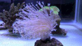 Weeping Willow Leather Coral [upl. by Kere]