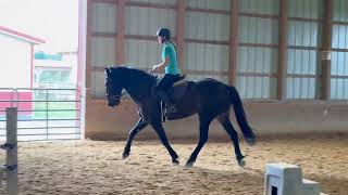 Shultz 104  dressage [upl. by Engracia]