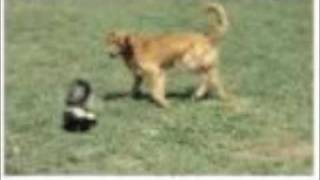 Skunk Vs Dog [upl. by Boj]