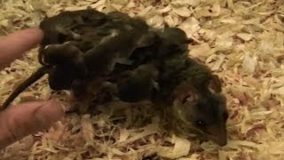 CUTE Brazilian Short Tailed Opossum Babies 1 Month Old [upl. by Natan714]