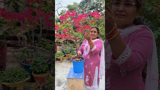 Bougainvillea Heavy Flowering Tips youtubeshort shortvideo [upl. by Ailet345]