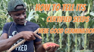 Certified Maize Seeds Guaranteeing 100 Germination [upl. by Skardol]