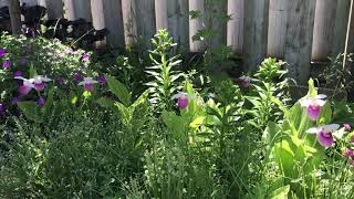 Cypripedium Reginae in the garden [upl. by Nitsruk77]