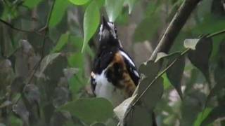 chestnut backed thrush singing [upl. by Akihdar129]