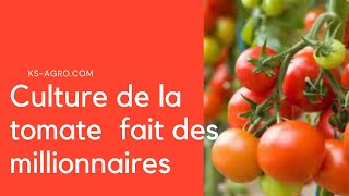 Agriculture maraîchère comment réussir la culture de la tomate [upl. by Idner]