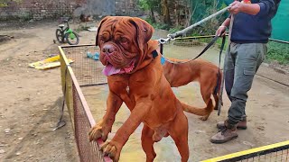 DOGUE DE BORDEAUX MANS BEST FRIEND  Do French Mastiff Attack Kids  Doggyz World [upl. by Tybie]