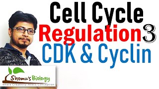 Cyclin and cyclin dependent kinases cdk  Cell cycle regulation lecture 3 [upl. by Kandace118]