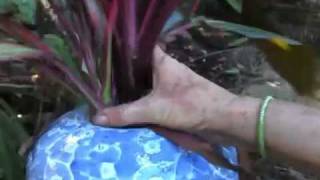 Cordyline Best Way to Propagate and Enjoy Them in the House [upl. by Rhona]