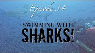 SHARKS in the Tuamotus Sailing Zatara Ep 34 [upl. by Ahsiakal]