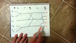 Brachial Plexus How to draw it well in less than 20 seconds [upl. by Jessi]