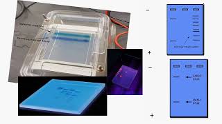 Electrophoresis Meaning and Types [upl. by Partridge]