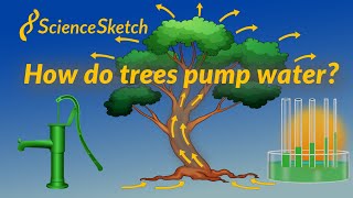 How do trees pump water [upl. by Ruddie590]