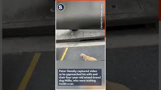 Excitable Dog Gets the Zoomies as Owner Arrives at Airport [upl. by Atela288]