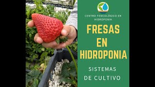 cultivo de Fresas en hidroponia ¿El clima puede desnutrir a nuestra planta [upl. by Friede]