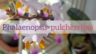 Phalaenopsis pulcherrima ex Doritis orchidea [upl. by Ancilin]