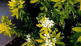 The Mexican Orange is in Full Bloom  Choisya ternata ‘Sundance’ [upl. by Pogue]