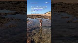 Incredible moment Aussie boy catches squid with his bare hands  shorts yahooaustralia [upl. by Johm120]