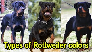 Different Types of Rottweiler colors  Types of Rottweiler colors which is your favorite [upl. by Ekrub]