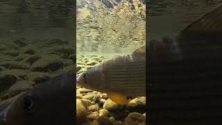 Early summer float amp grayling fishing grayling [upl. by Ibed]