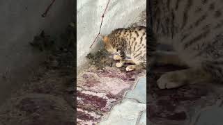 Wild Cat Found Lunch cat catlover kitten kitty wildcat yummy [upl. by Saffian]