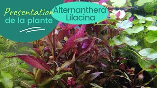 Alternanthera Lilacina  plante  aquarium deau douce [upl. by Anerul]