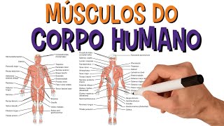 SISTEMA MUSCULAR  Nome Dos Principais Músculos Do Corpo Humano [upl. by Senhauser]