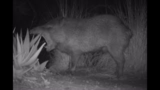 8524 Javelinas Playing by water bowls Part 3 [upl. by Froehlich]