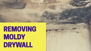 How To Remove Moldy Drywall Get Rid of Mold [upl. by Billen]