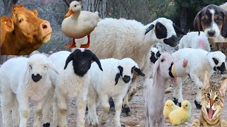 Hayvan belgeseli  İnek Videoları  Kedi videoları  Koyun sesi  Keçi  Kuzu  Tavuk  CivcivKöpek [upl. by Pradeep28]