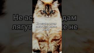 Подпишись🤍 music мем itzy diy cat [upl. by Arluene]