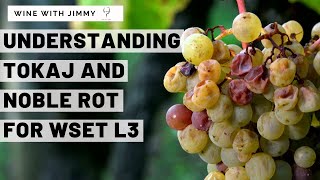 WSET Level 3 Tokaj Part 1  Climate Noble Rot Key Grapes [upl. by Anyk]