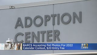 BARCS Announces 2022 Pets Calendar Photo Contest [upl. by Sutsuj887]