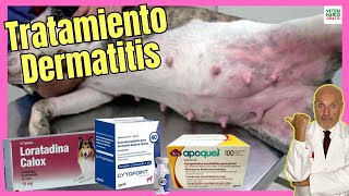 🔴 TRATAMIENTO PARA LA DERMATITIS EN PERROS APOQUEL CYTOPOINT LORATADINA 🔴 [upl. by Hannavahs]