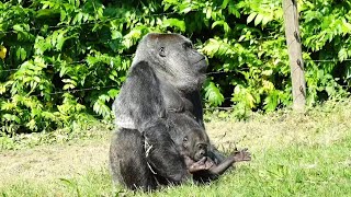 Baby Gorilla Makongo Finishes a Whole Milk Bottle amp Enjoys Time Outside with Mom [upl. by Ahsieket]