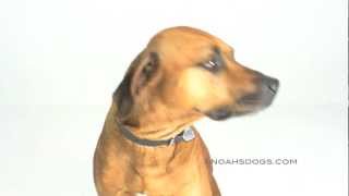 Rhodesian Ridgeback Close Up  Noahs Dogs [upl. by Bensky]