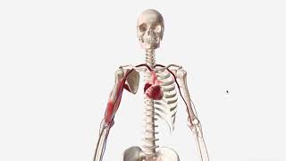 Brachial Artery  Anatomy Branches amp Relations [upl. by Packton]