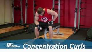 Concentration Curls  Biceps Exercise  Bodybuildingcom [upl. by Neelrak]