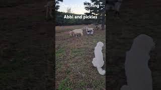 Our livestock dogs watching over herd [upl. by Susanne]