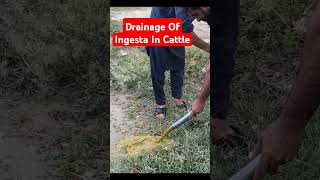 Drainage Of Ingesta In Cattle🐄Dr Hafiz Nadeem Ur Rehman vet animals viralshort [upl. by Ralph]