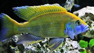 Nimbochromis Venustus African cichlids [upl. by Adnaloj]