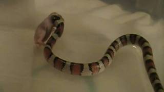 Central Plains Milk Snake Lampropeltis Triangulum Gentilis [upl. by Charlena630]