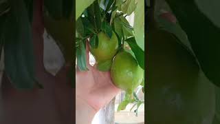 limetree lime citrus shortsbeta shorts fypシ゚viral [upl. by Gentes4]