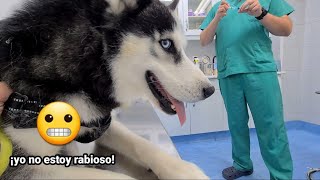 Reacción de mi perro cuando va al veterinario a que le pongan vacuna de la la rabia [upl. by Squier]