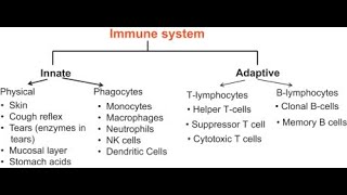 Immunology Innate Immunity Physical Barriers Part 1 [upl. by Lian412]