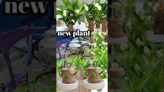 Excellent Collections Plants shorts plants [upl. by Yeliab]