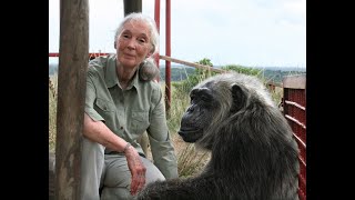 DR JANE GOODALL LIVE WITH PBS NATURE [upl. by Bridwell576]