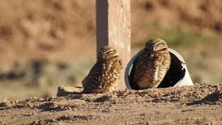 DSCN1297 Burrowing Owls Salton Sea 12918 [upl. by Benedicta]