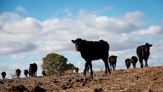 Australia’s beef industry can ‘compete strongly’ after China lifts ban [upl. by Eirollam]