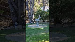 Beautiful Galah pair on the bird feeder 🥰 birds parrot galah [upl. by Akiem]