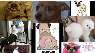 Top 100 Goofy Dogs Top 100 Funny Dog Antics Videos [upl. by Moureaux186]